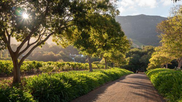 Klein Constantia Winery - Image 2 Klein Constantia Winery - Image 2