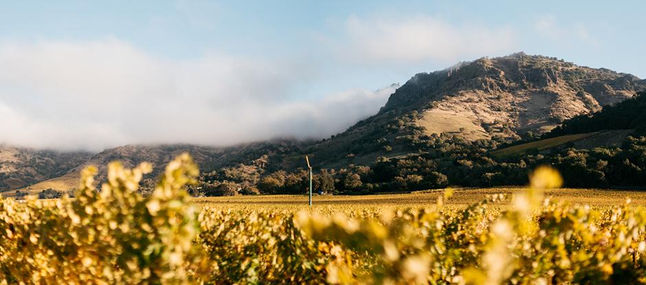 The ultimate guide to California Wine Country