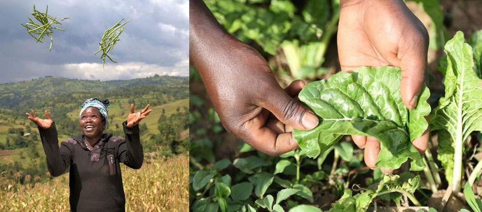 Farm Africa boosts initiative in western Kenya to help young people run profitable agricultural enterprises