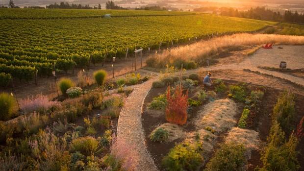 Brooks Wine