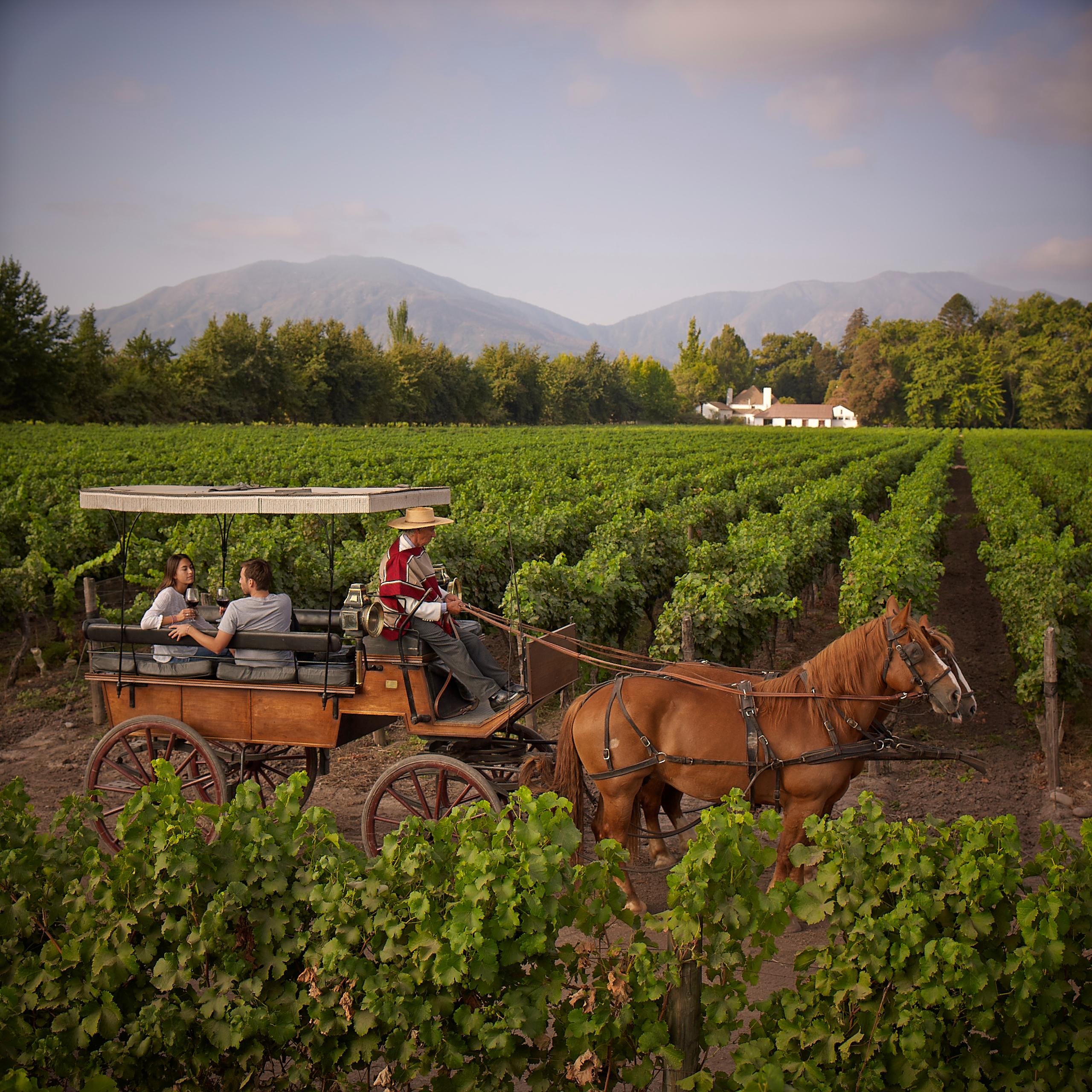 Vineyards