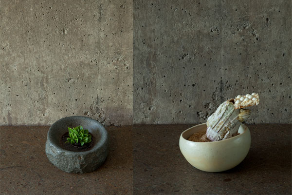 Borago-SRA-dishes-blog