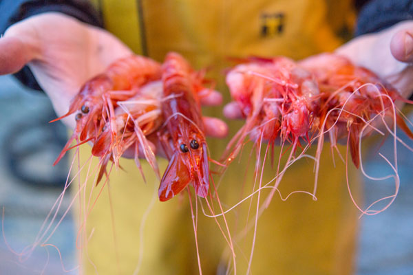 Mirazur-book-18-blog-prawns
