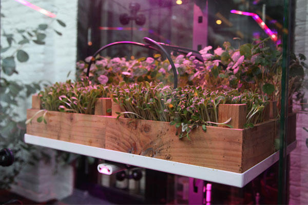 Grow-box-CLW-600x400