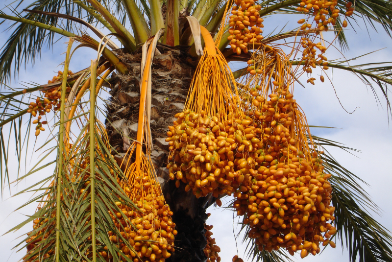 Date-palms