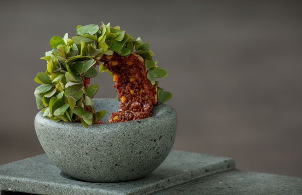 LatAm20-Borago-Dish1