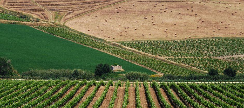Sicily’s wine renaissance has arrived – these 5 bottles prove it